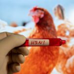 Colorado Monitoring 70 People For Bird Flu Infection