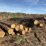 Protests Grow as Corporate-Backed Biomass Projects Threaten Forests and Communities